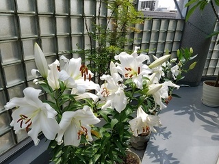 20180622_111506.jpg