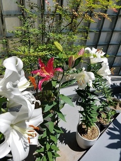 20180627_123045.jpg