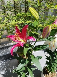 20180627_123104.jpg