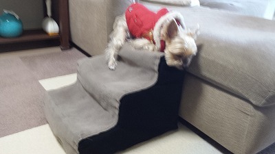 s-お散歩か動物病院か (2).jpg