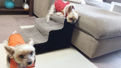 s-お散歩か動物病院か (3).jpg
