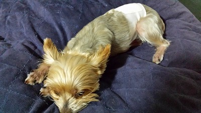 s-犬のでべそ (1).jpg