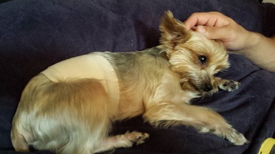 s-犬のでべそ (3).jpg