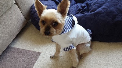 s-犬服 (2).jpg